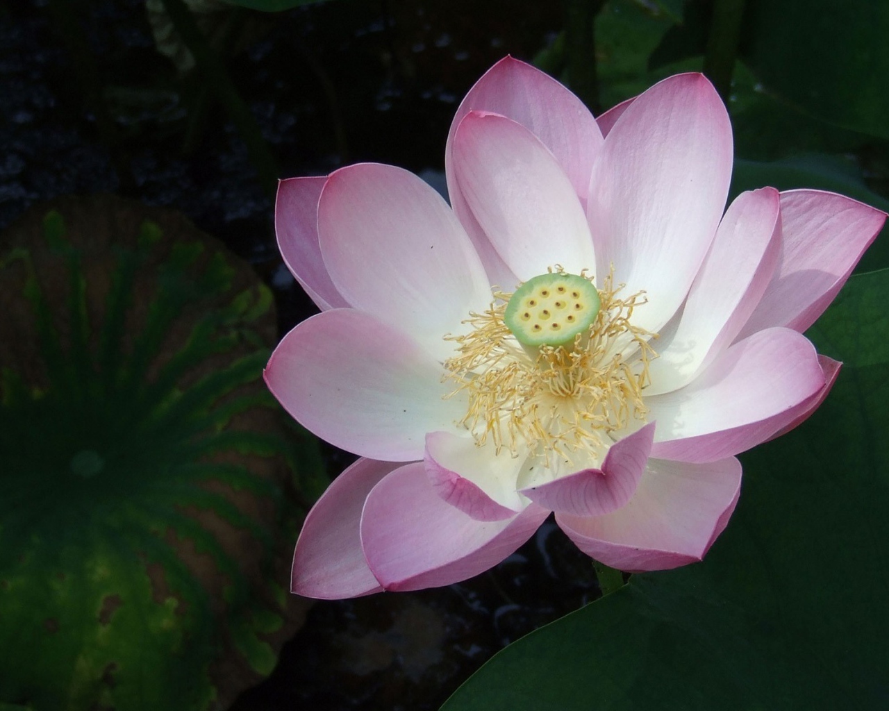 Розовая лилия на воде