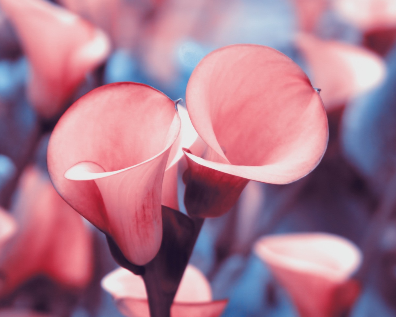 Розовые лилии с красной каймой