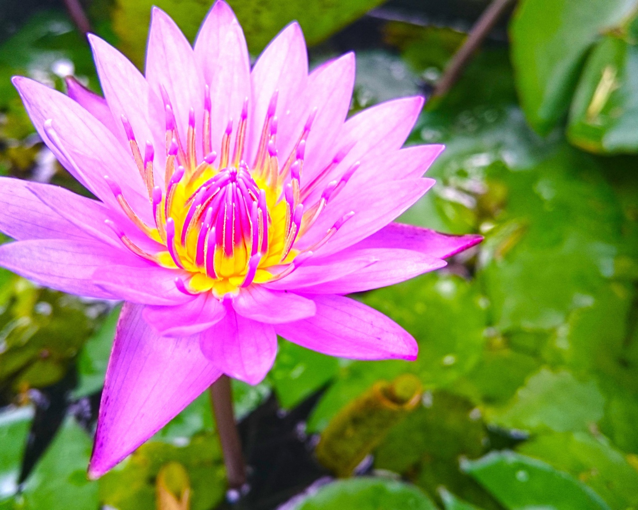 Розовый лотос на Шри-Ланке