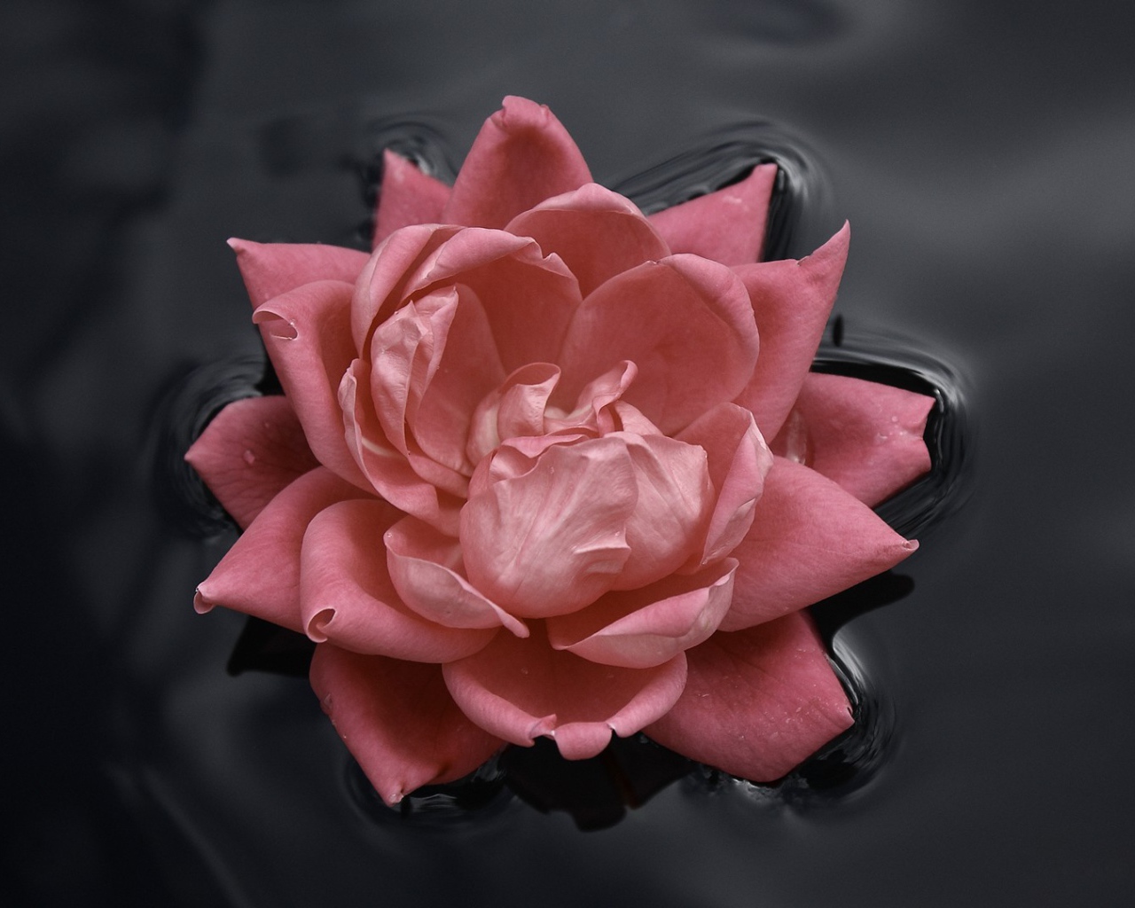 Розовая роза в воде