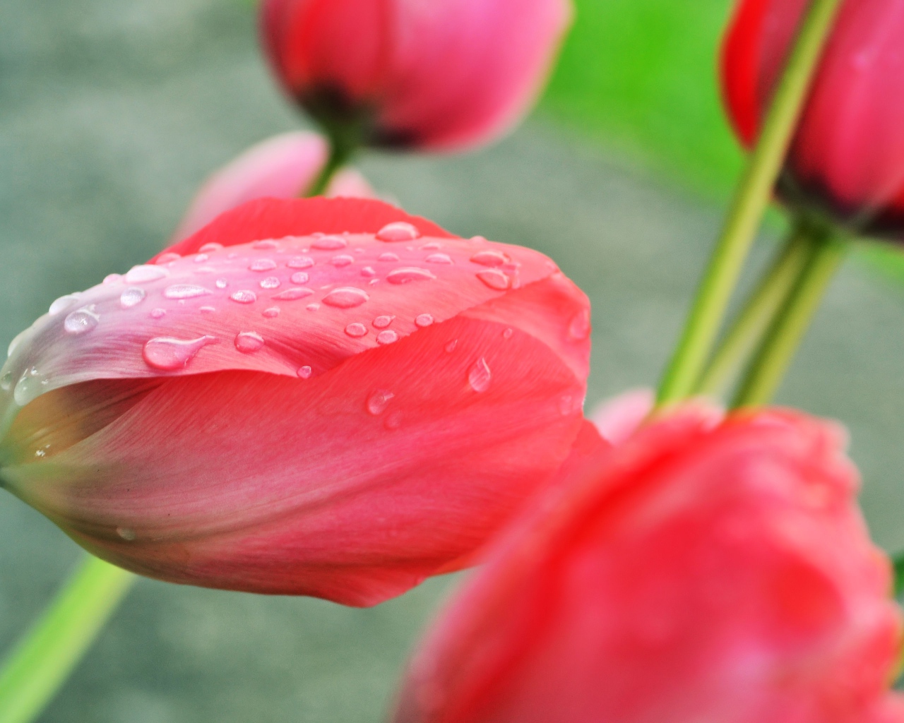 Розовый тюльпан после дождя