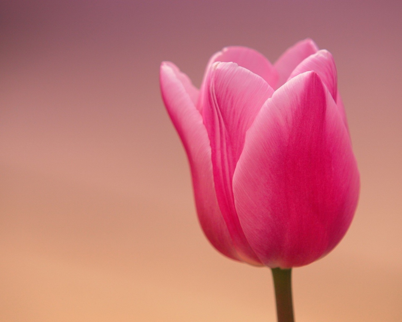 Розовый тюльпан на розовом фоне