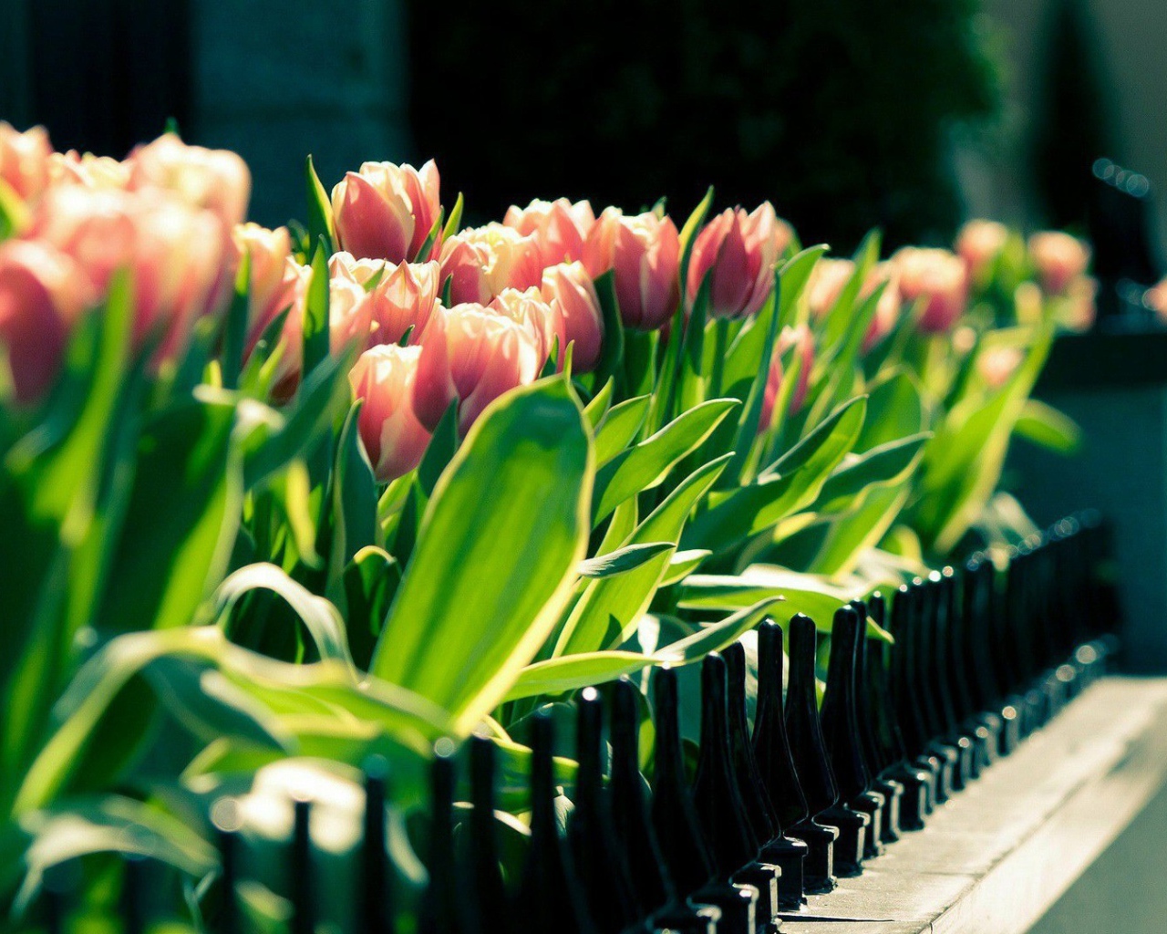 Розовые тюльпаны в горшке на балконе