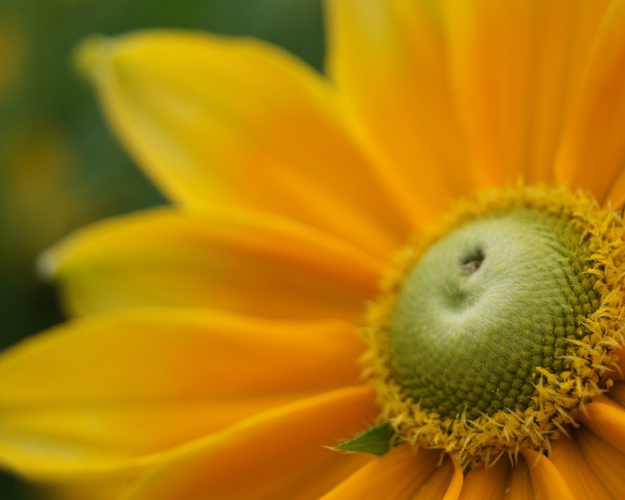 Пыльца внутри желтого цветка