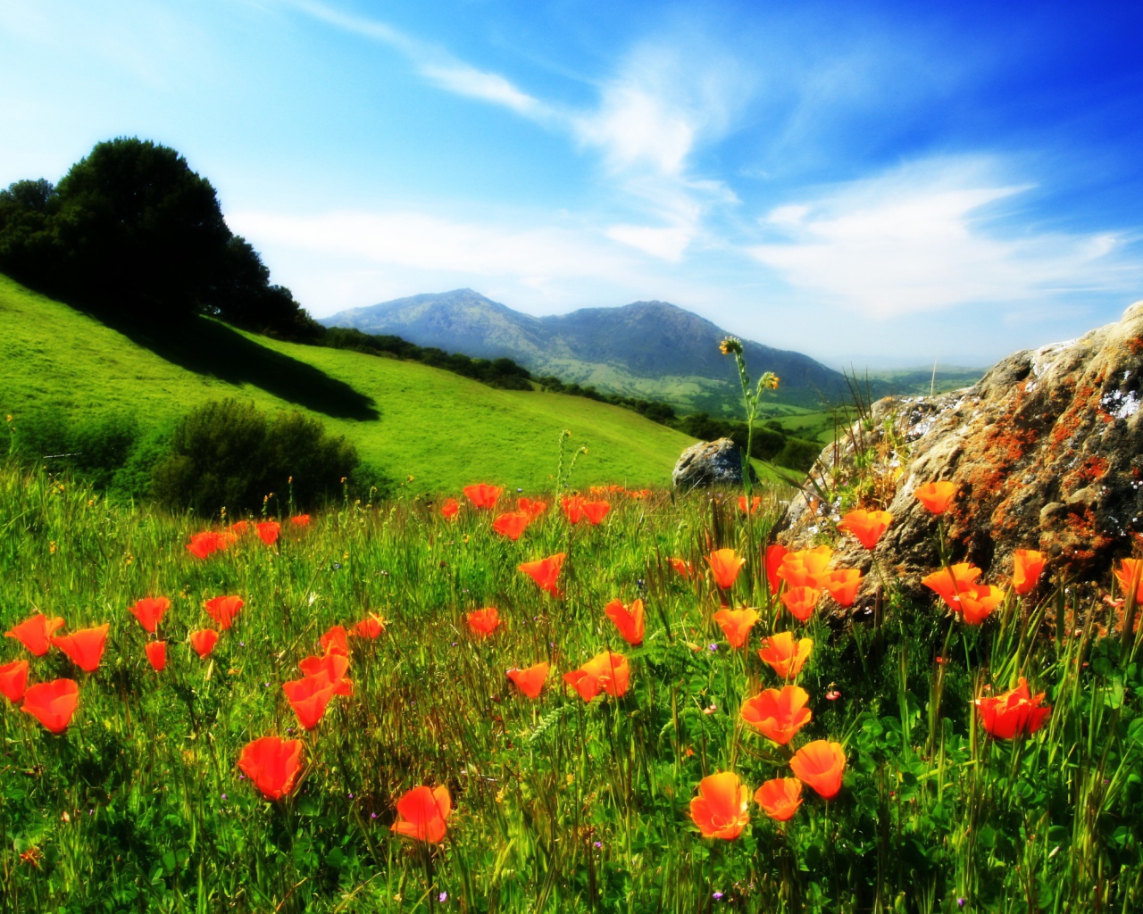 Маки у камня в горах