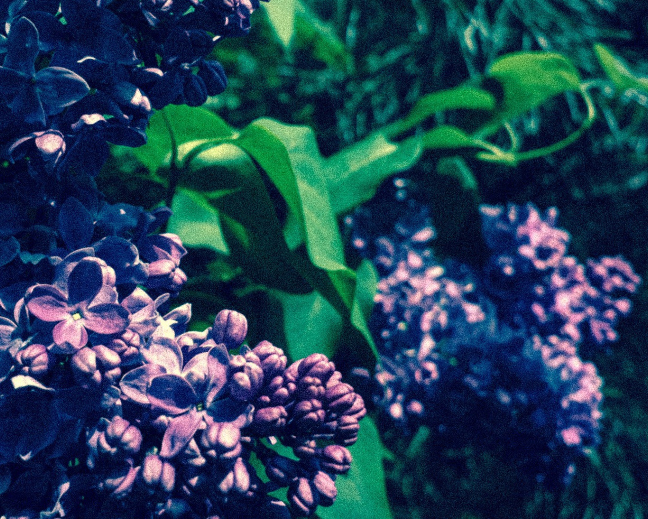 Сиреневые бутоны цветов сирени