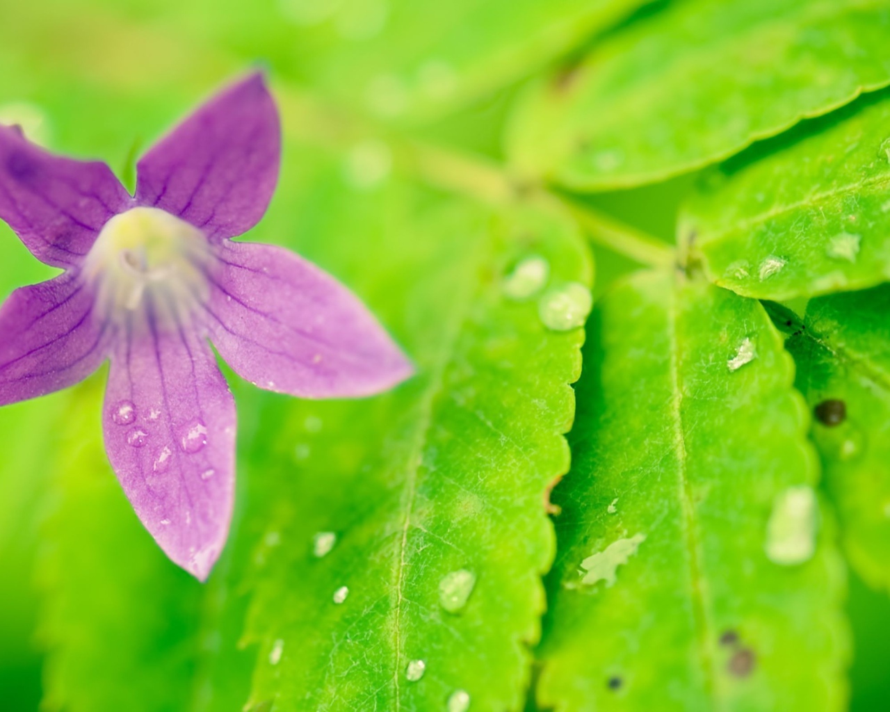 Фиолетовый цветок на мокрых листьях