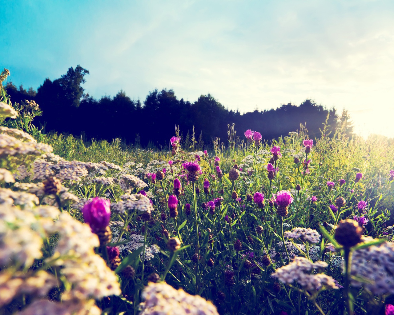 Фиолетовые цветы среди камней