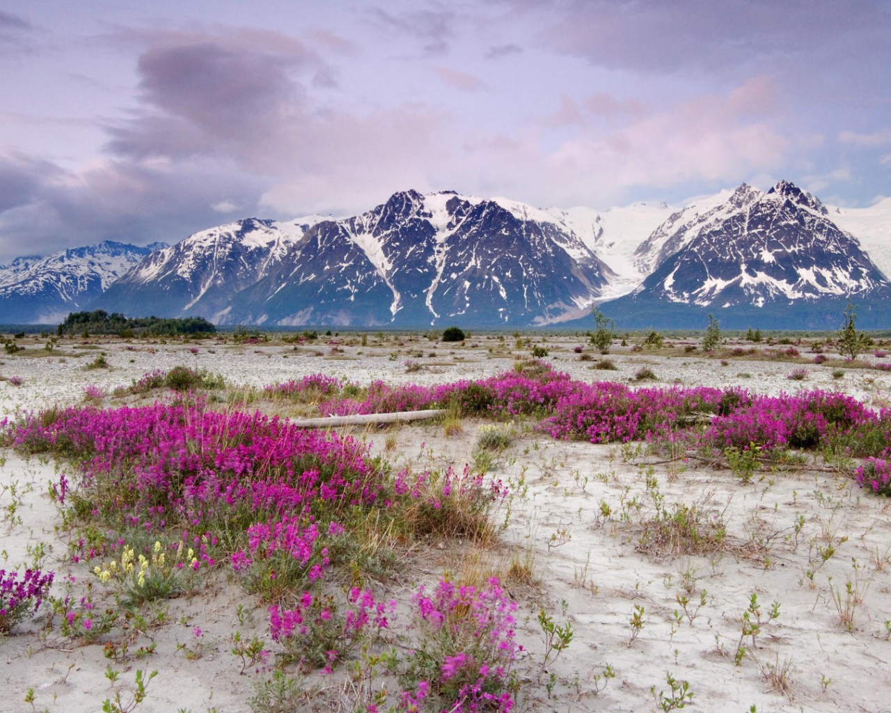 Сиреневые цветы на песке в горах