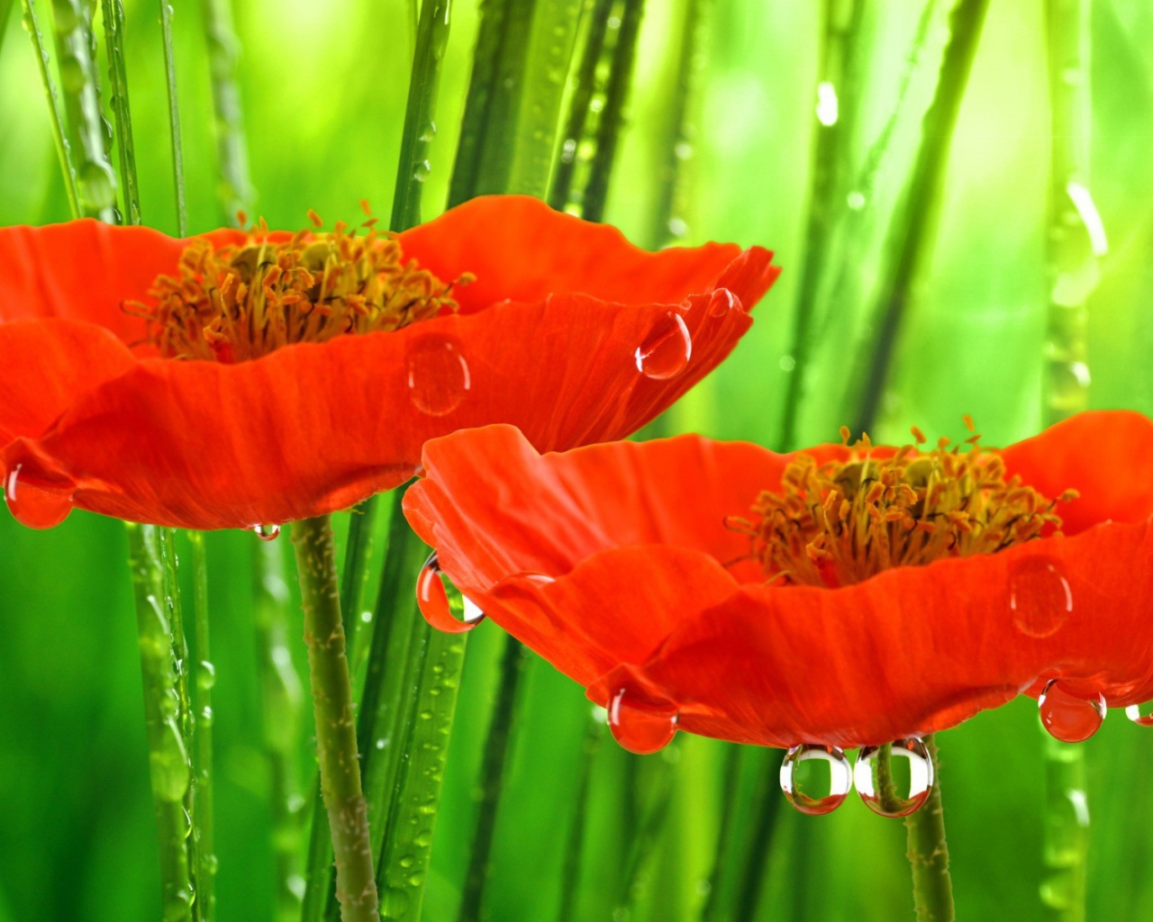 Красные маки под дождем