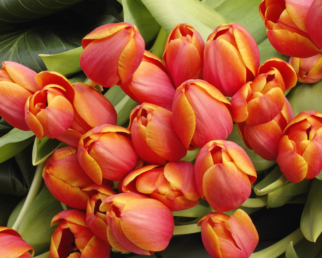 Красно желтые тюльпаны