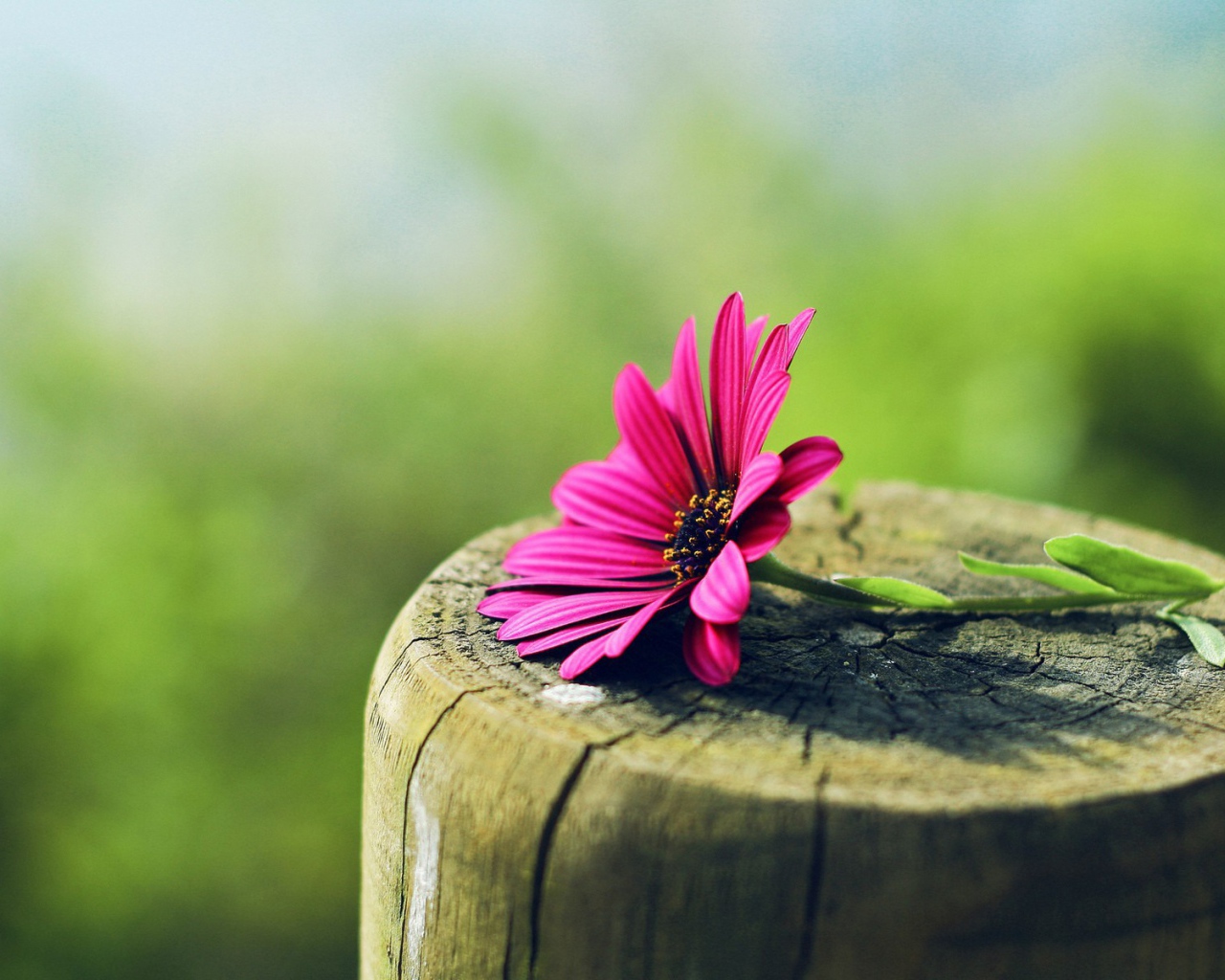Красный цветок на пеньке