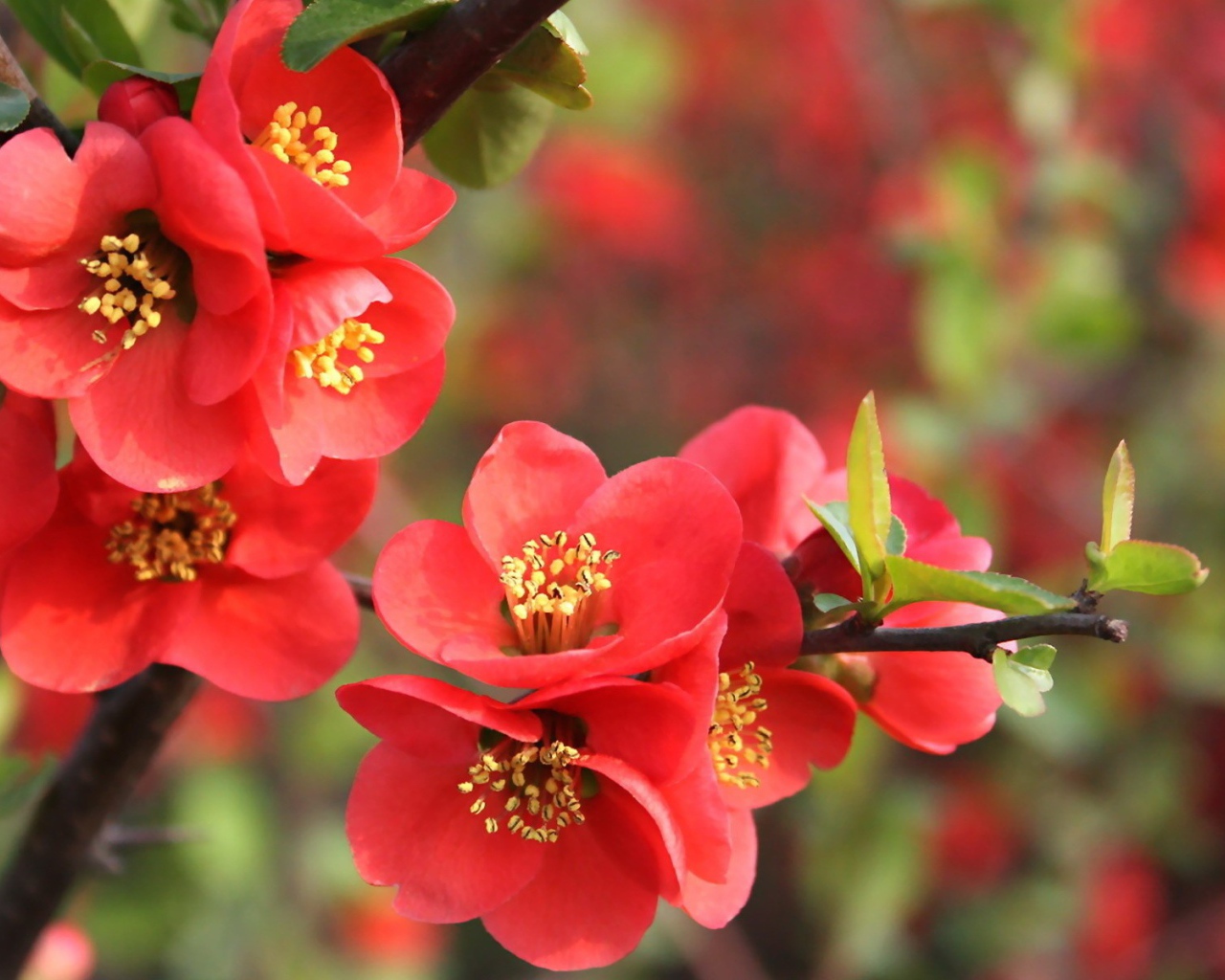 Красные цветы на дереве