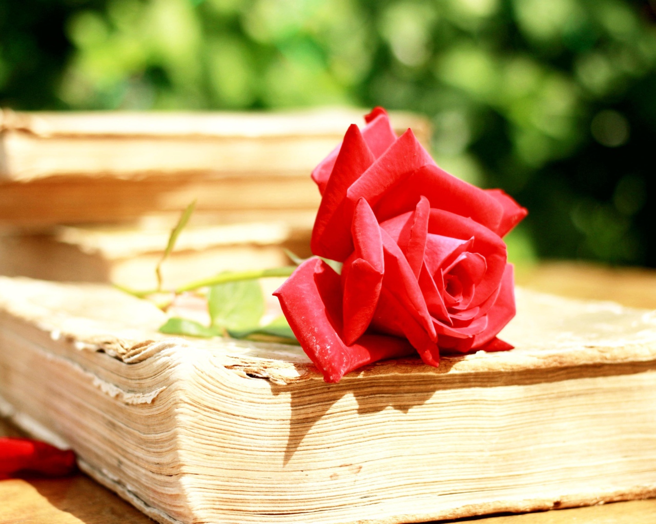 Алая роза на старой книге
