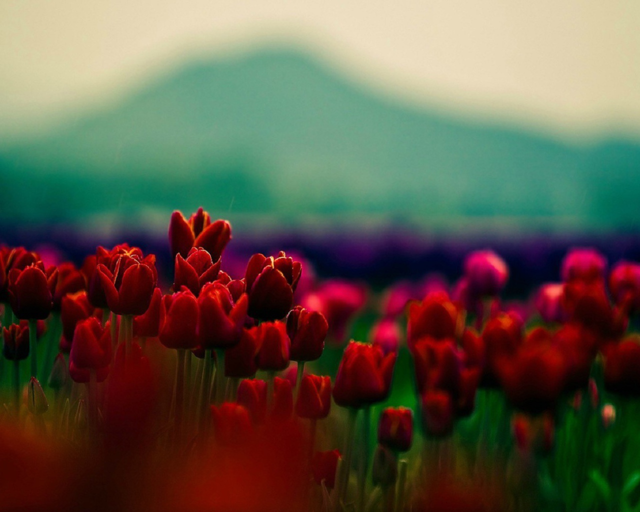 Красные тюльпаны на фоне горы