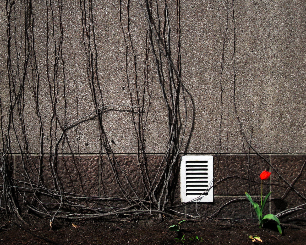 Весенний цветок тюльпан