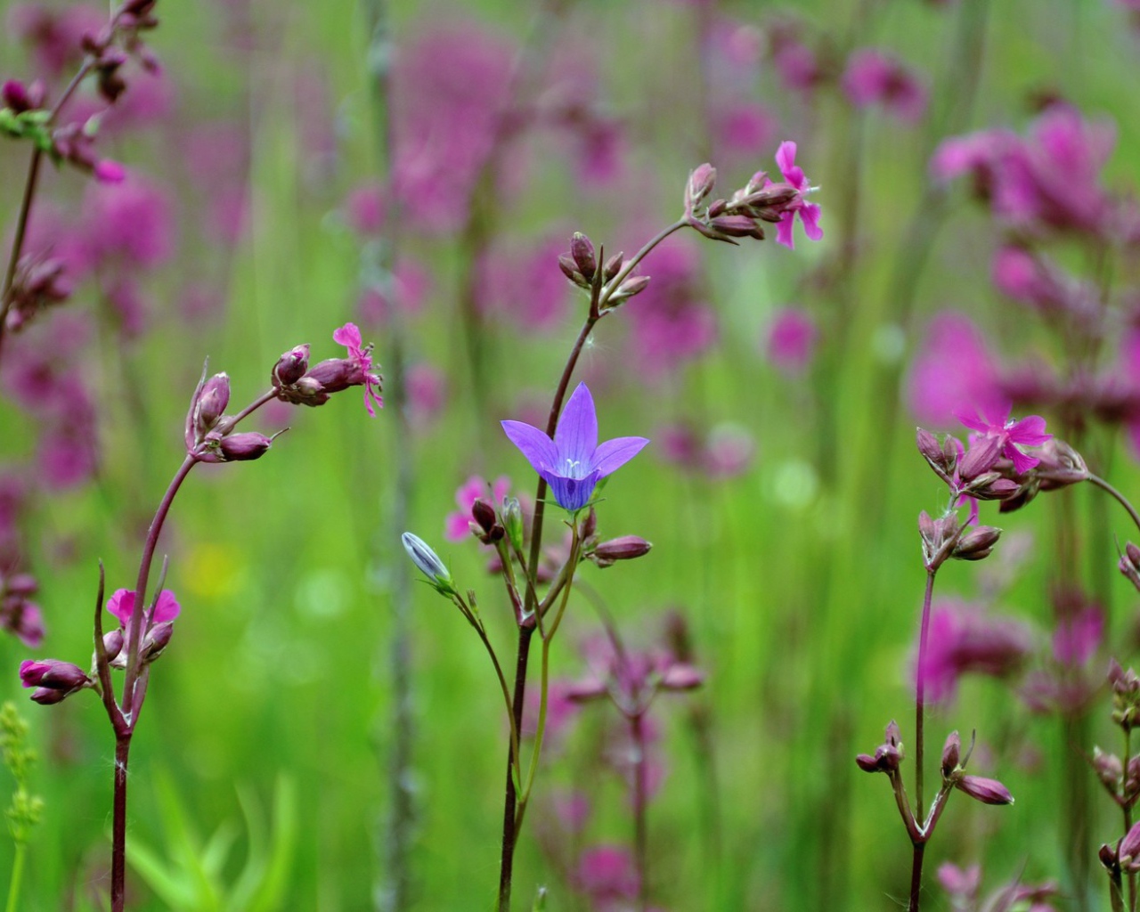 Весенние полевые цветы