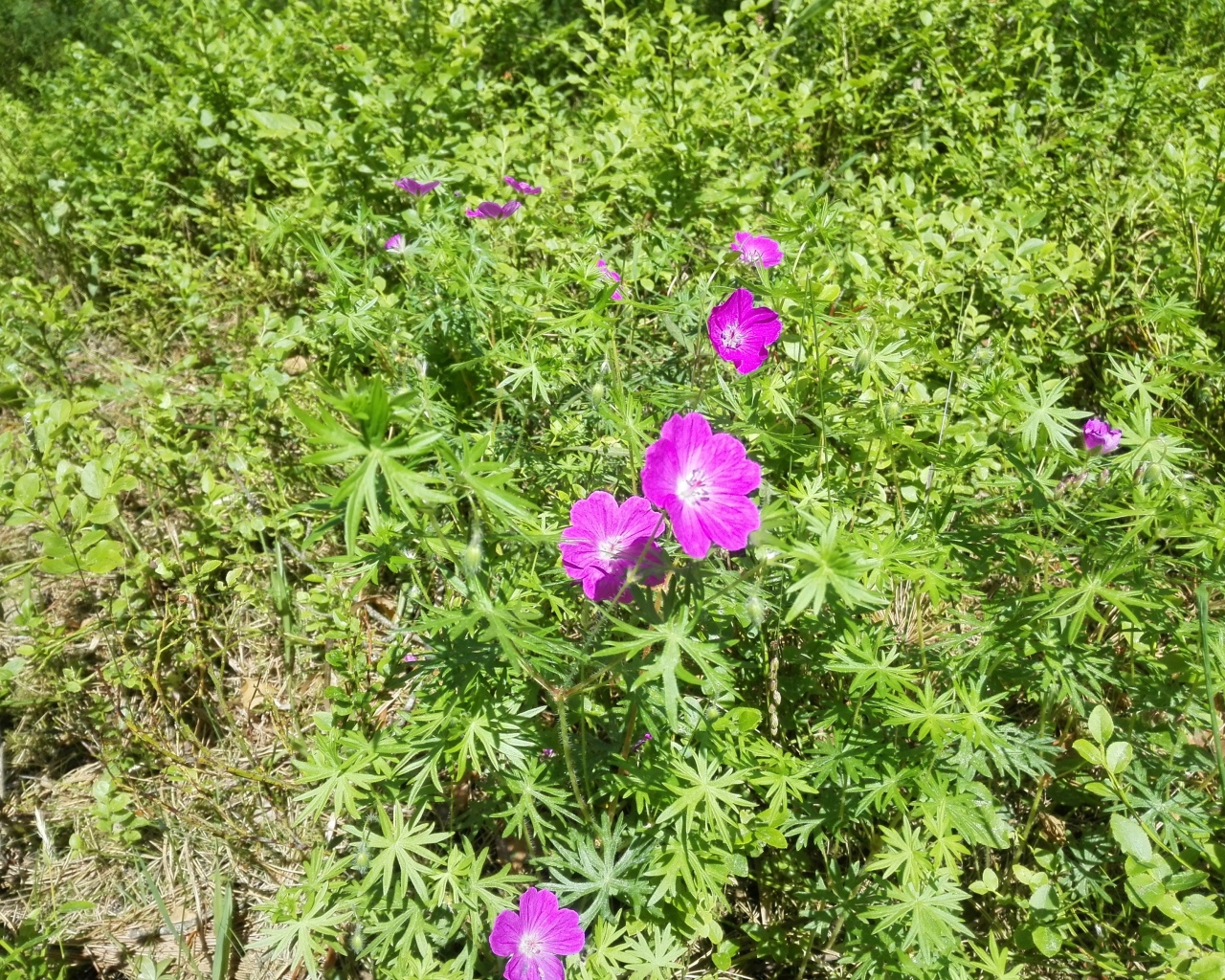 Летние цветы в зеленой траве