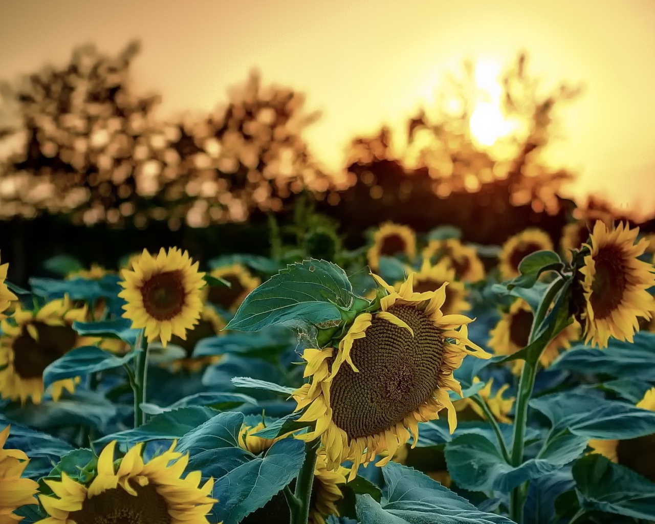 Подсолнухи на фоне деревьев и заката