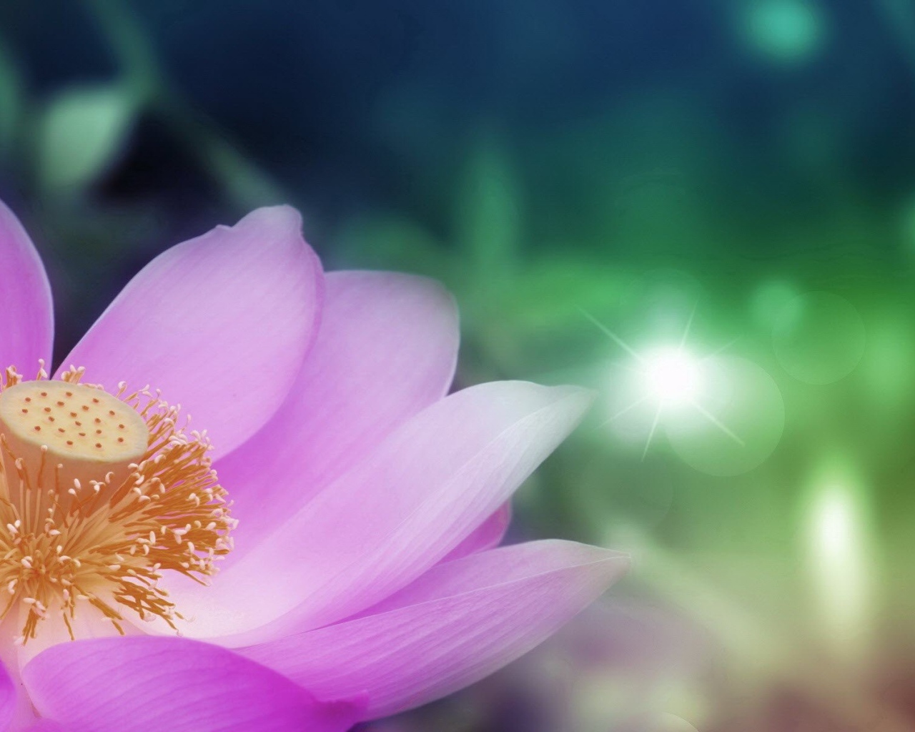 Сердцевина светло фиолетового цветка