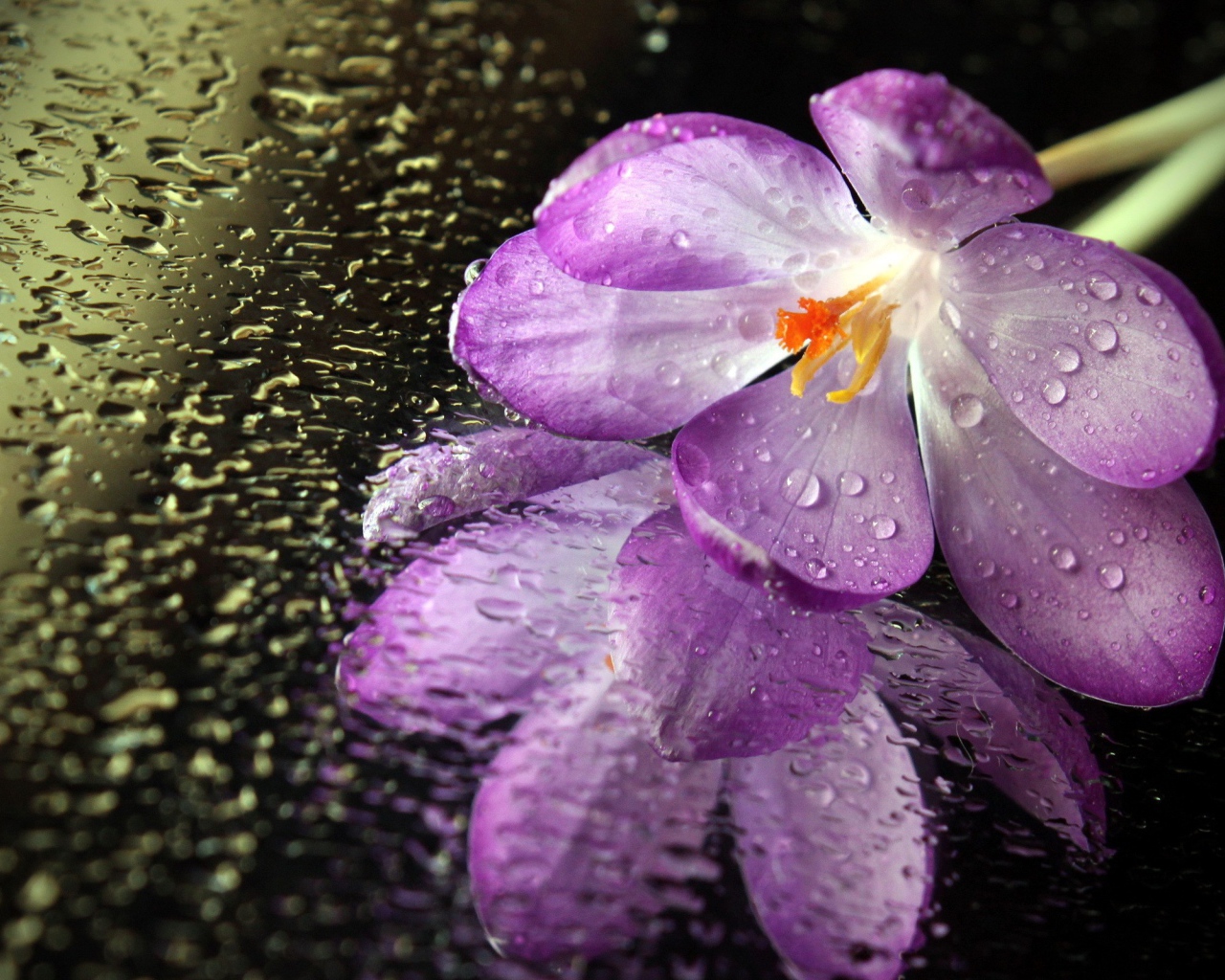 Цветок на мокром зеркале