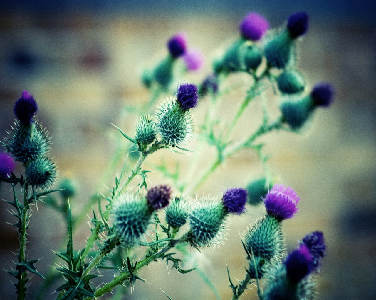 The flowers of thistles