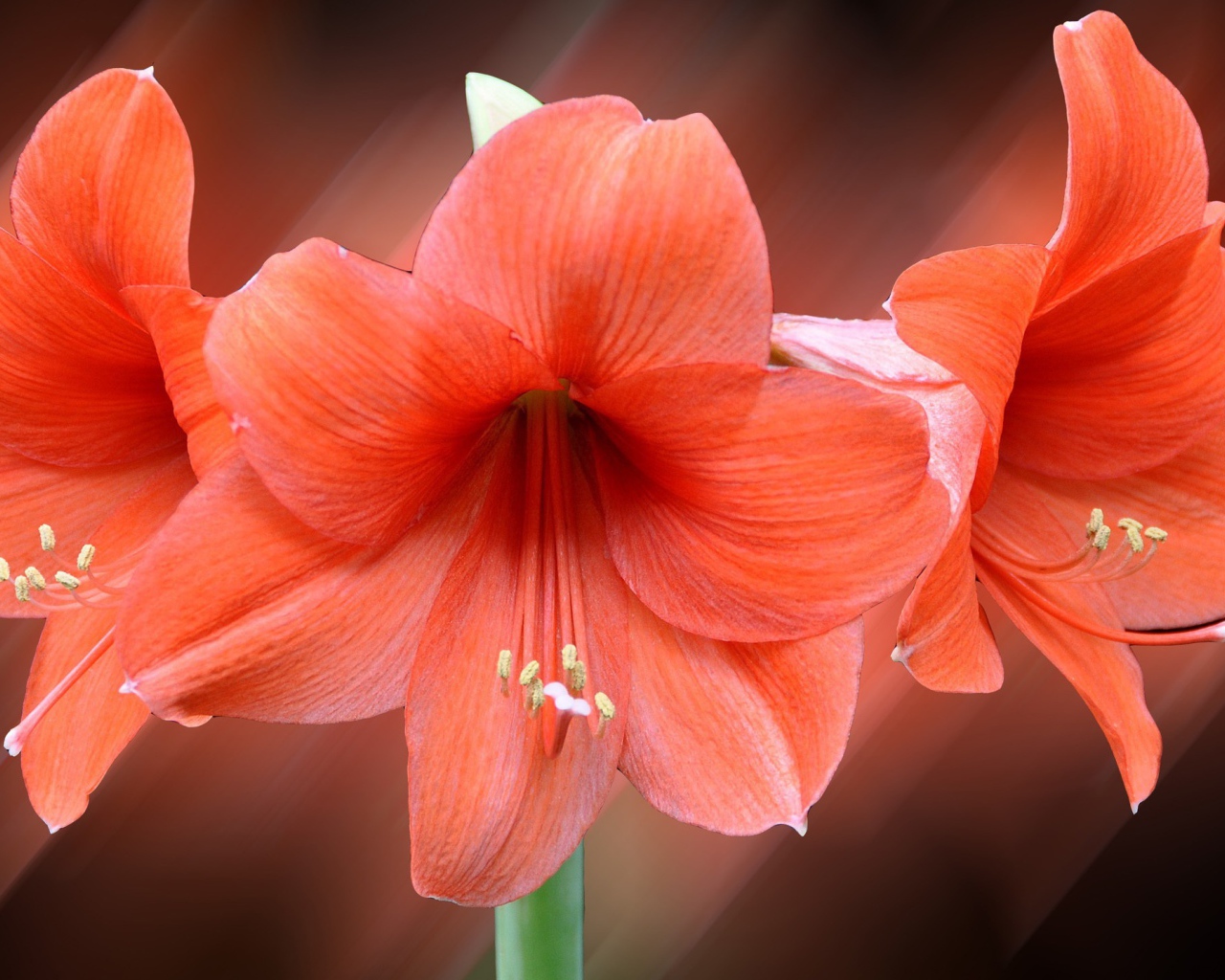 Три красных лилии