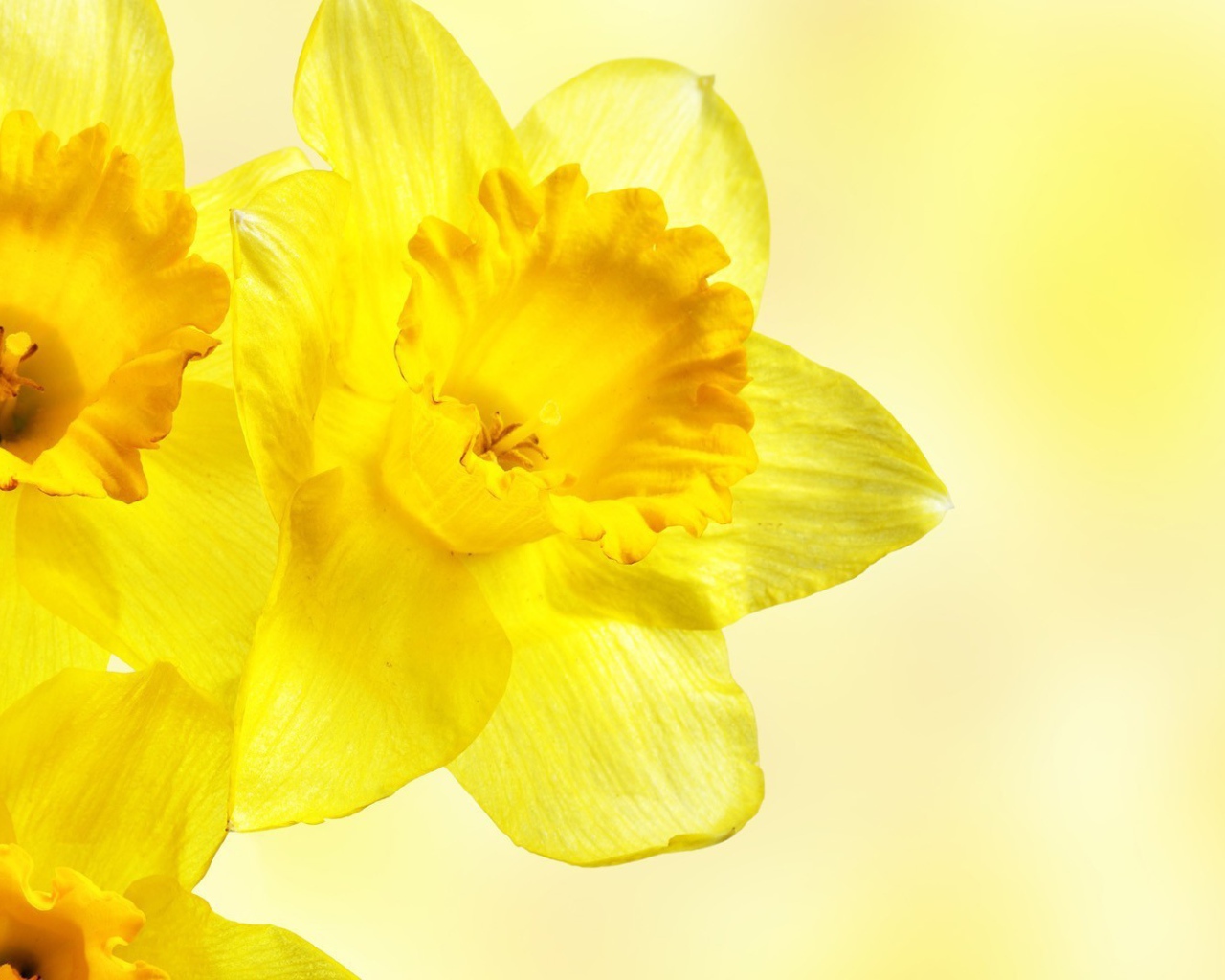 Три желтых цветка с прозрачными лепестками