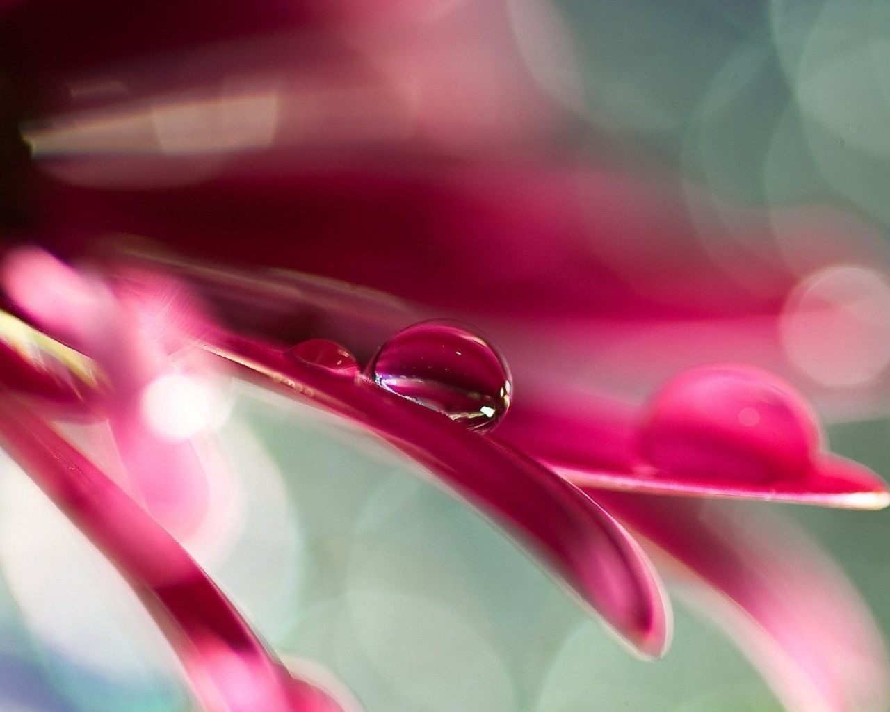 Две капли воды на розовом лепестке цветка