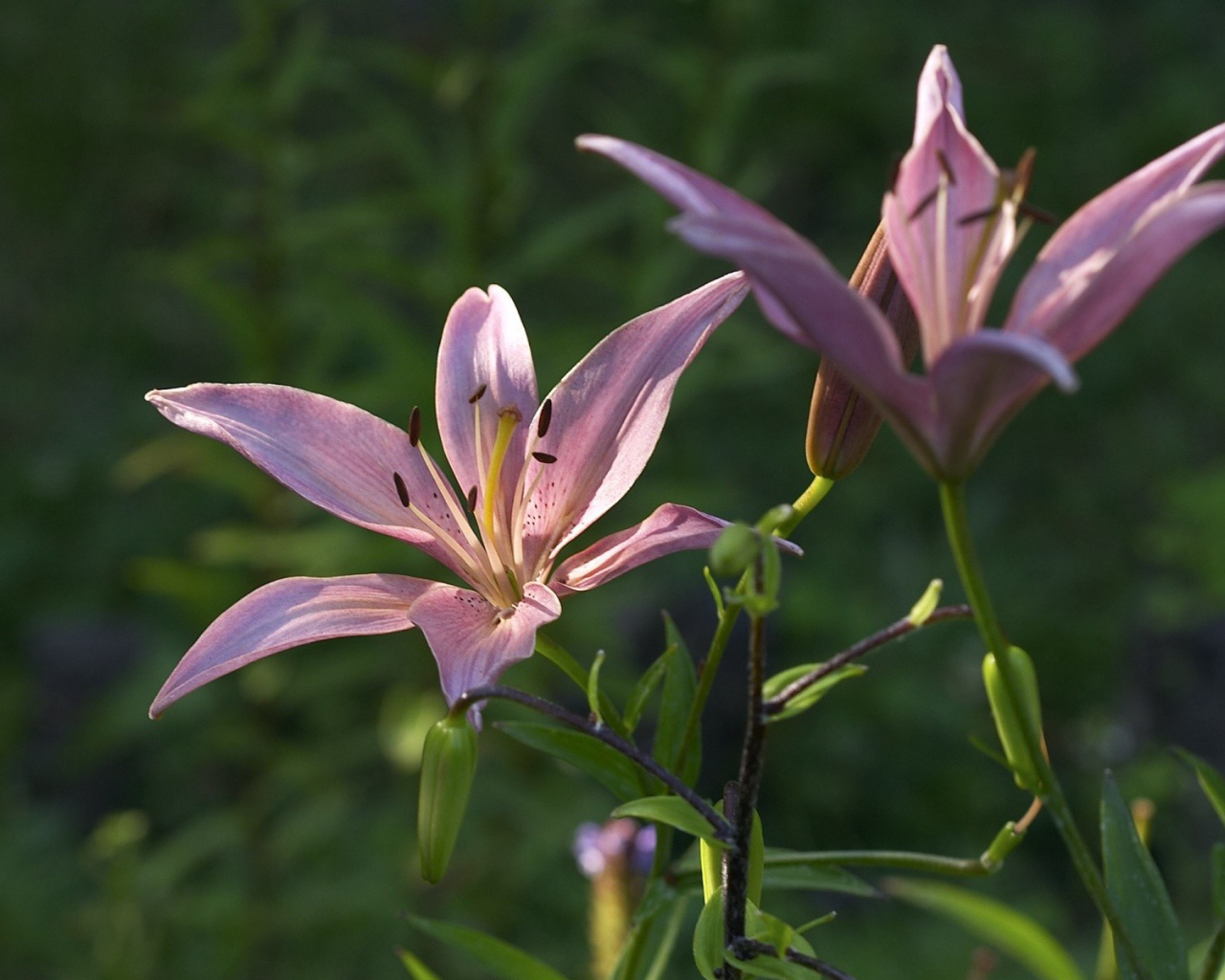 Две фиолетовых лилии под солнцем