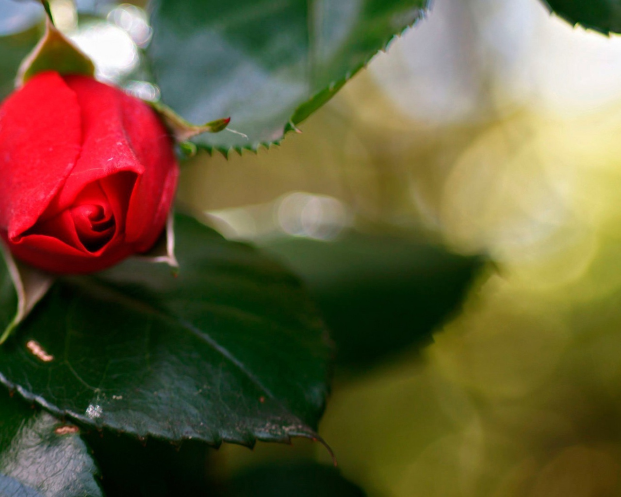 Нераскрывшийся бутон красной розы