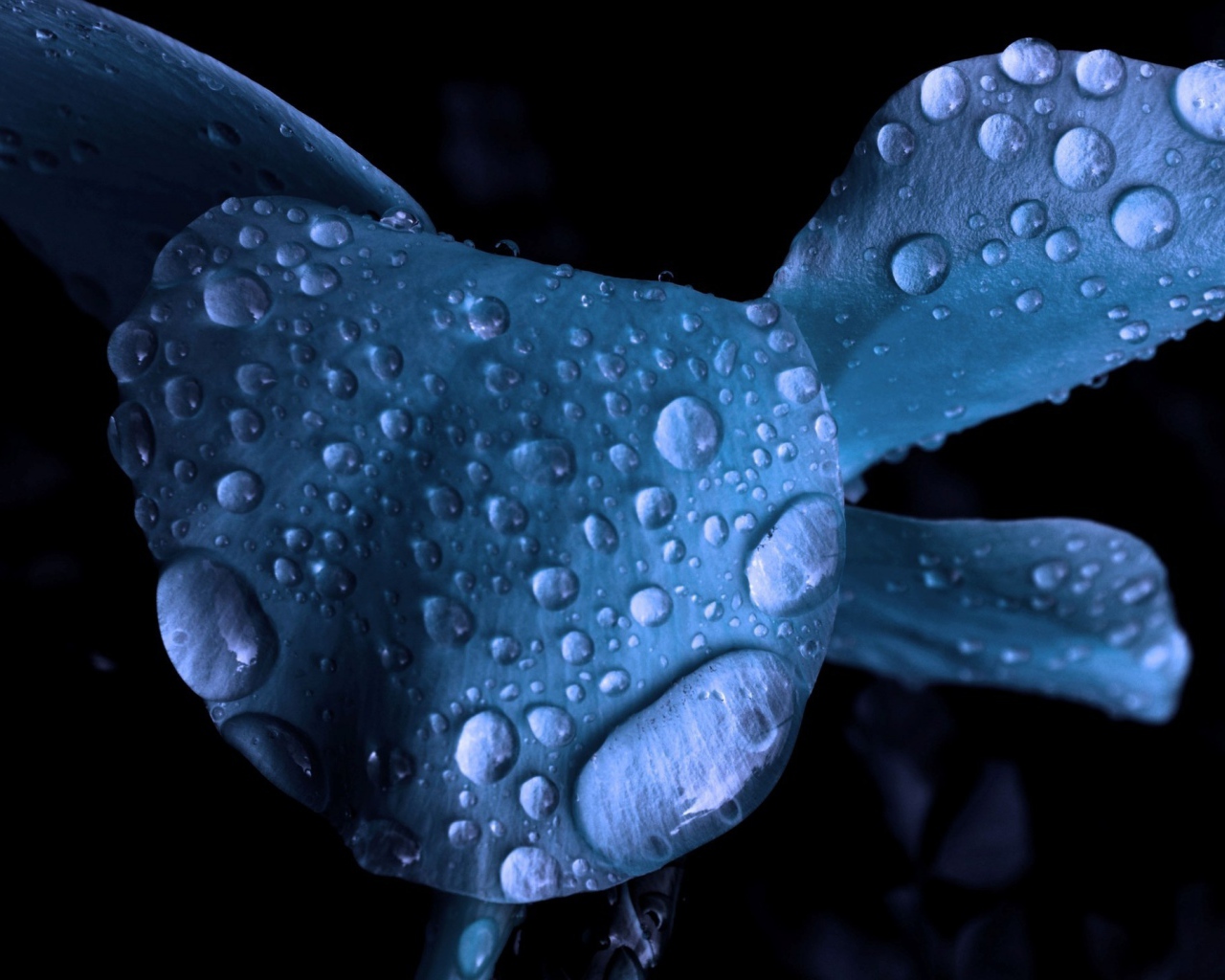 Мокрый голубой цветок