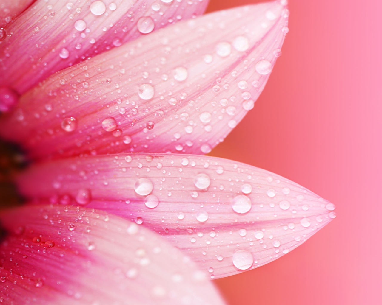 Влажные лепестки розового цветка