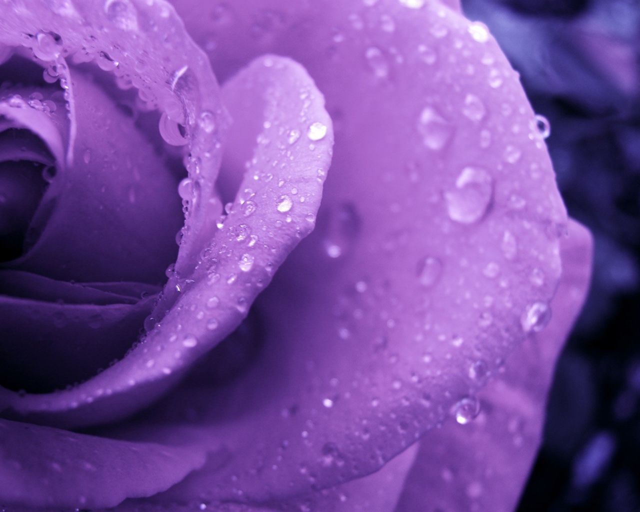 Влажная сиреневая роза