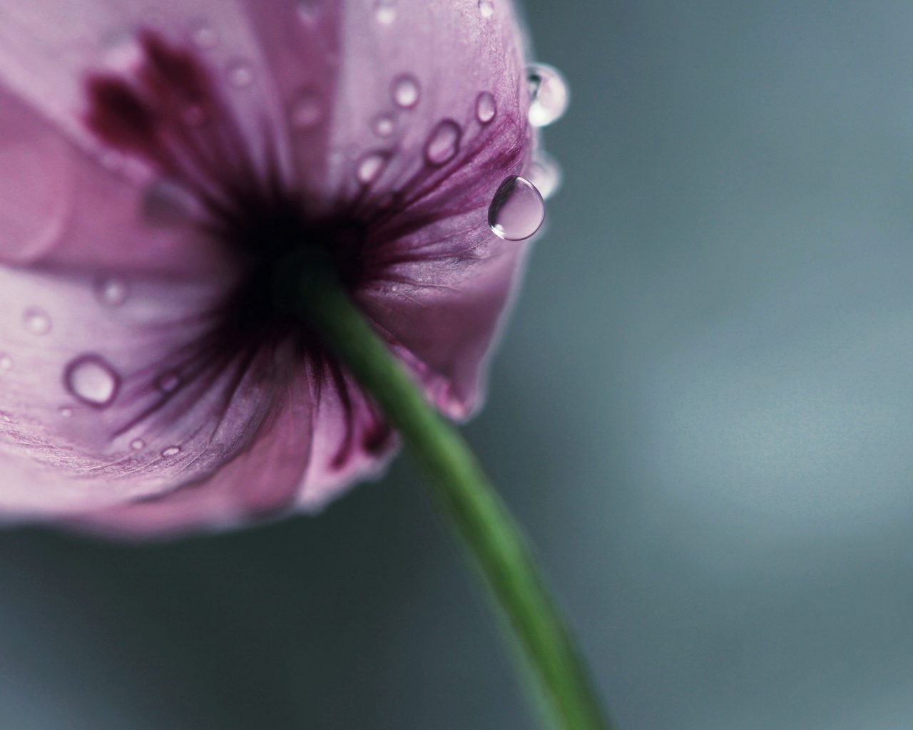 Мокрый фиолетовый тюльпан