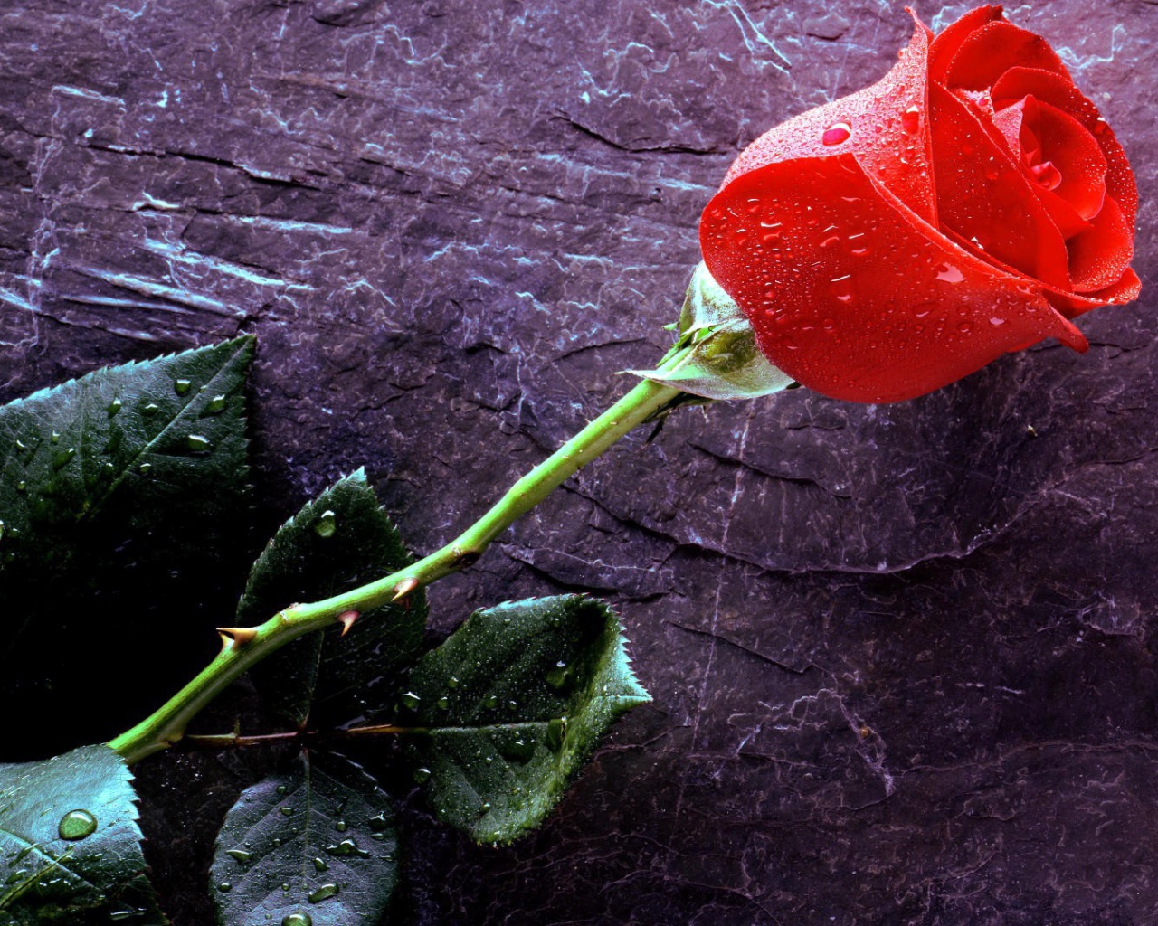 Мокрая роза на черном камне