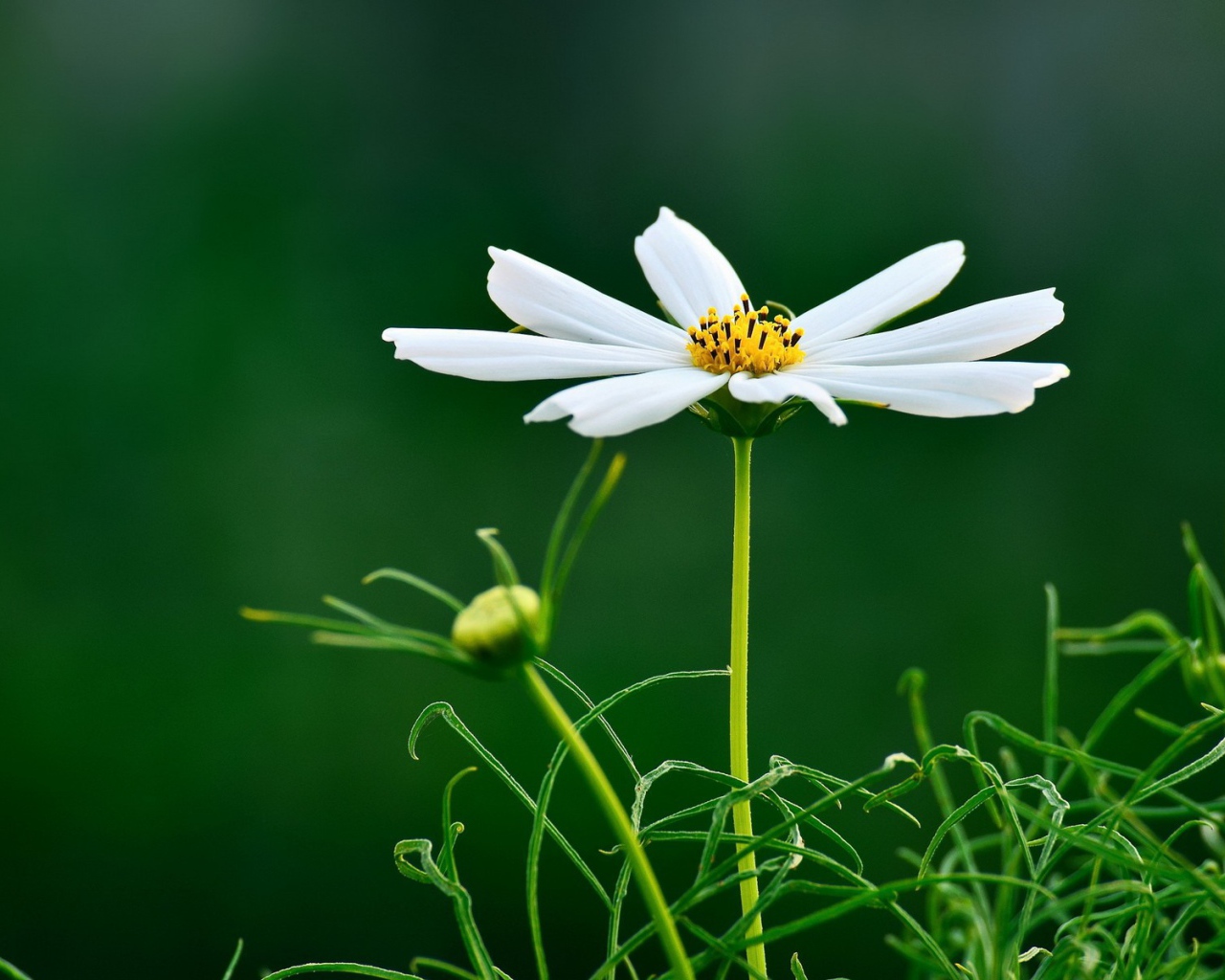 Белая ромашка на темно зеленом фоне