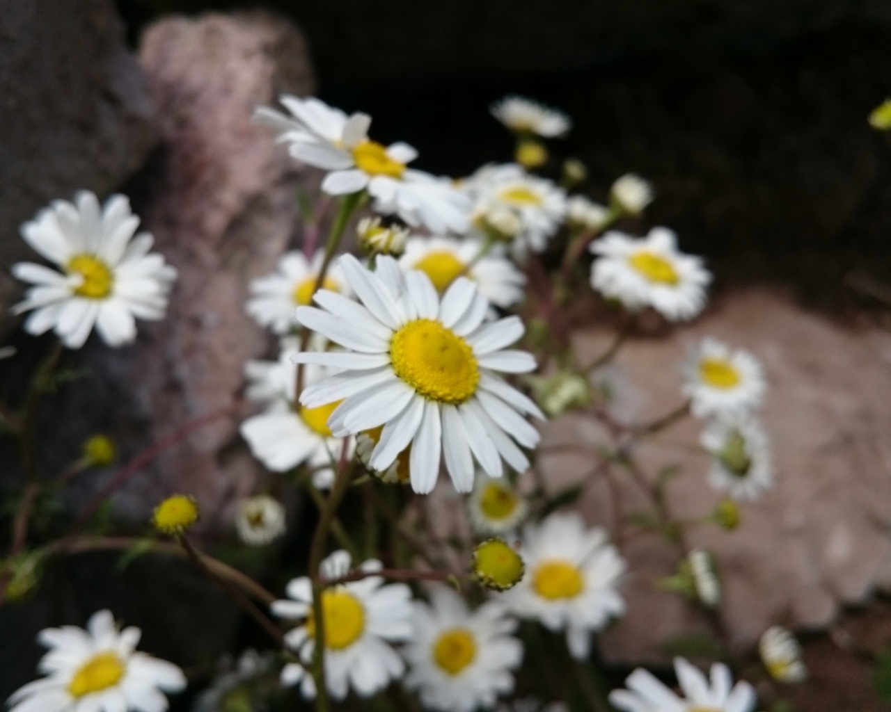 Белые ромашки у камней