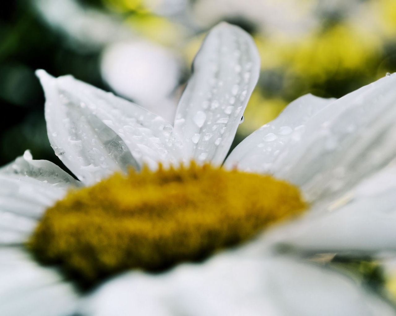 Белая ромашка после дождя