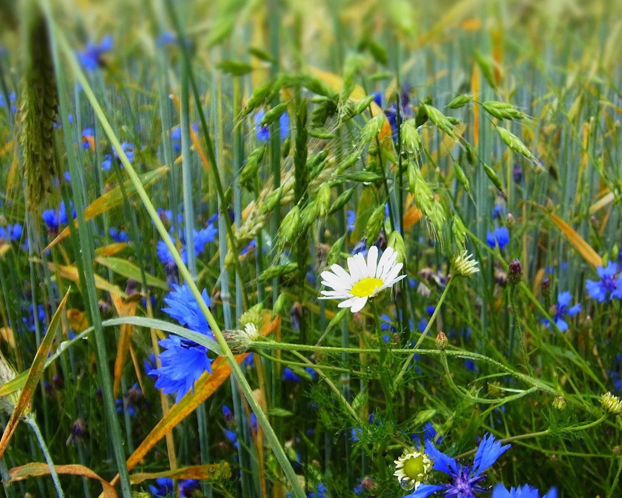 Белая ромашка среди васильков