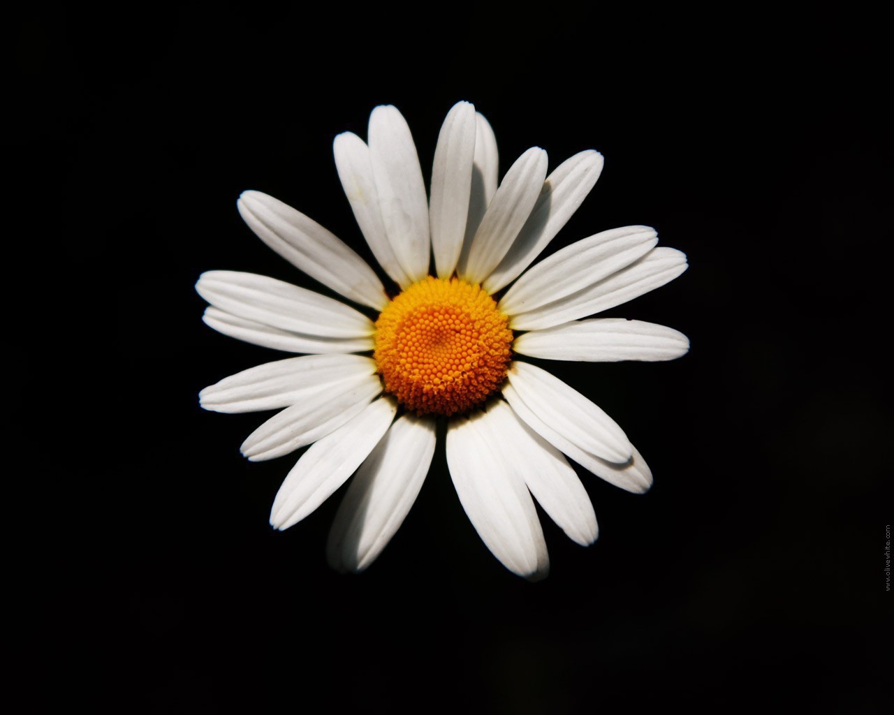 Белая ромашка на черном фоне