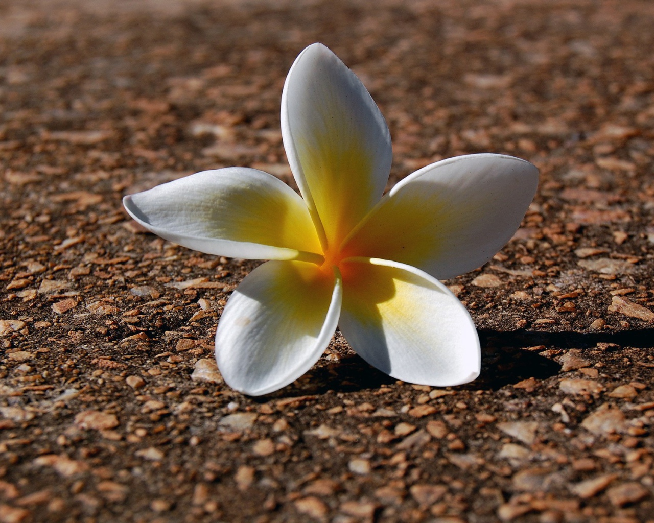 Белый цветок на гранитной плите