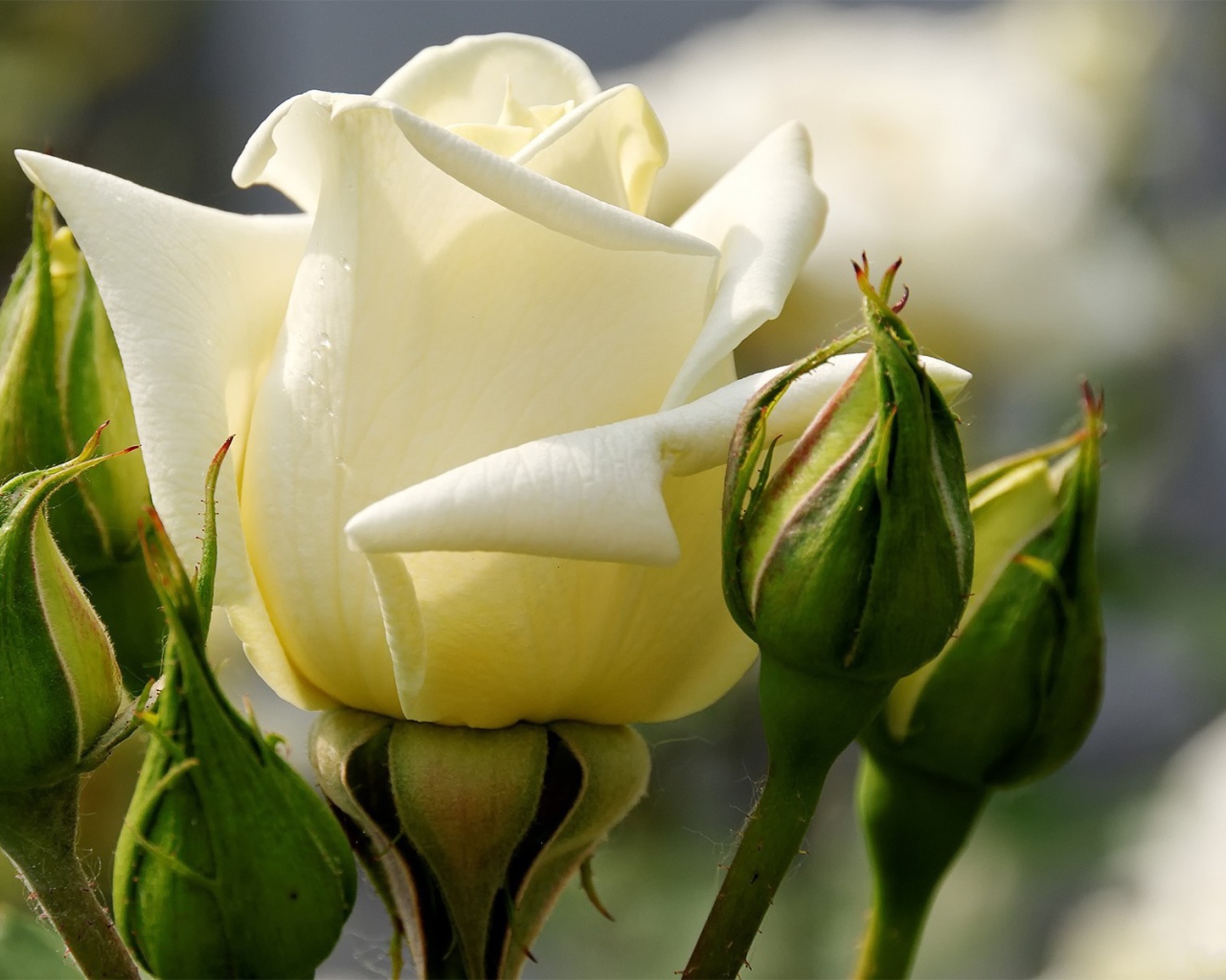 Белая роза между зелеными бутонами