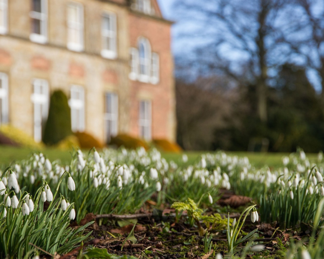 Белые подснежники у дома