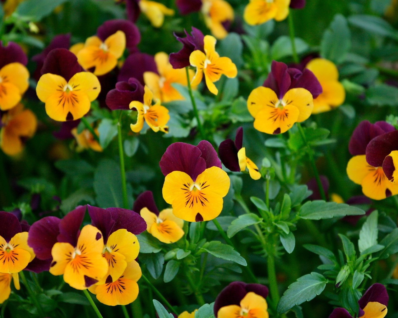 Желтые и бордовые анютины глазки, цветы