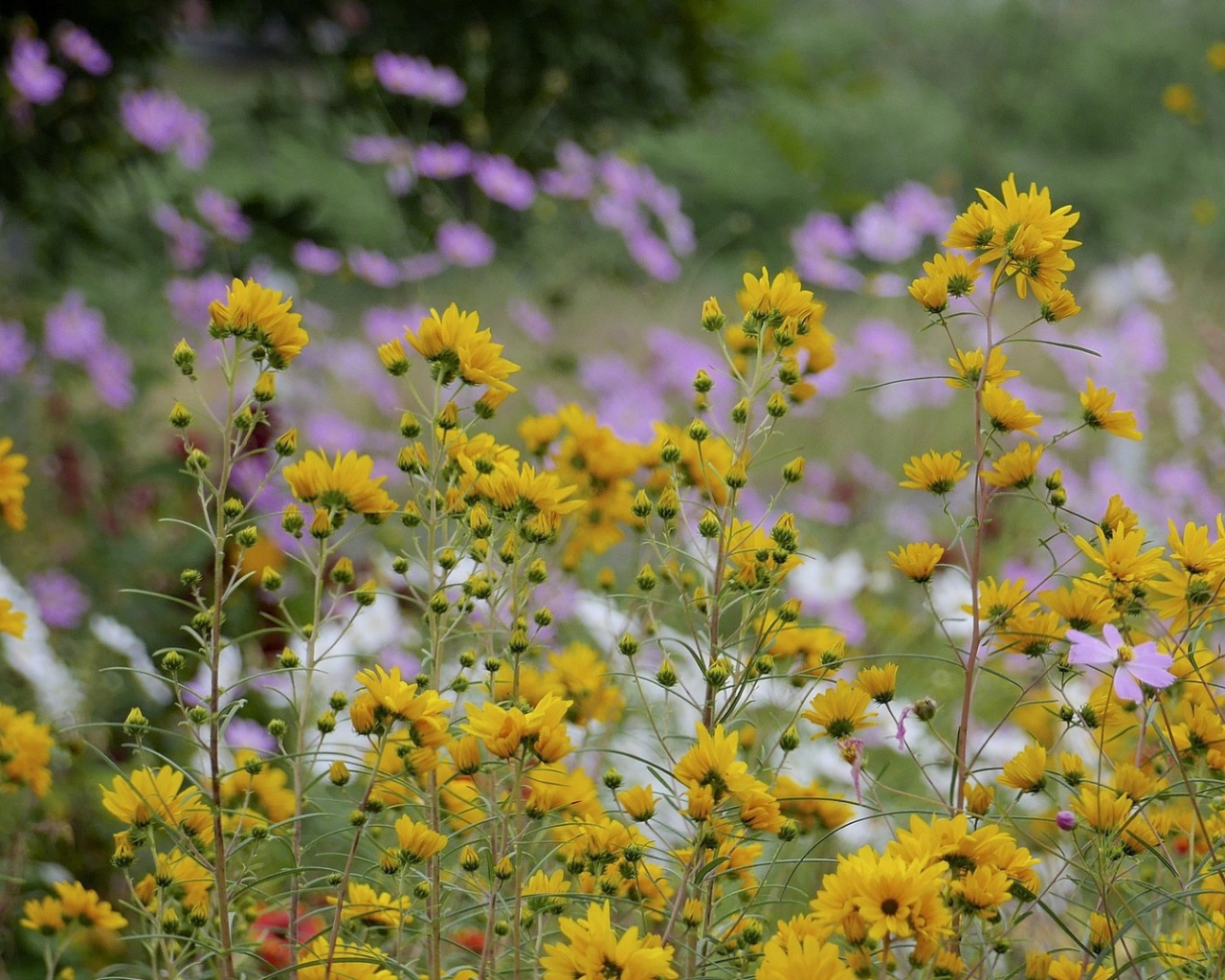 Желтые полевые ромашки летом