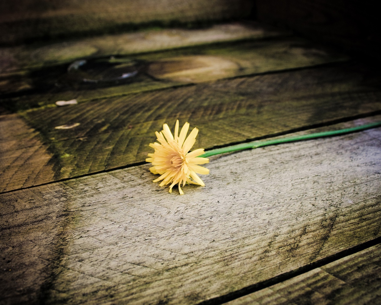 Желтый одуванчик на досках