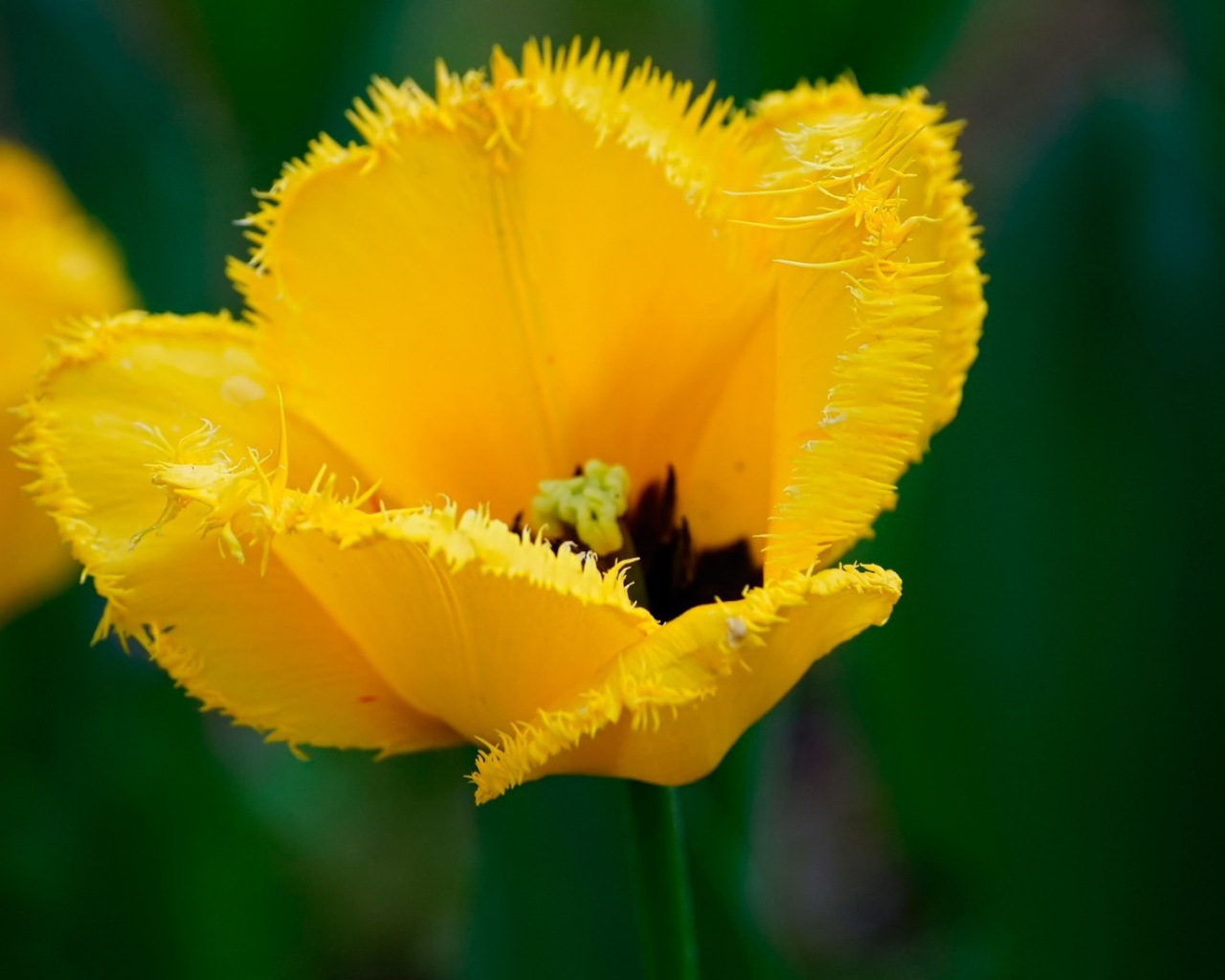 Желтый мохнатый цветок