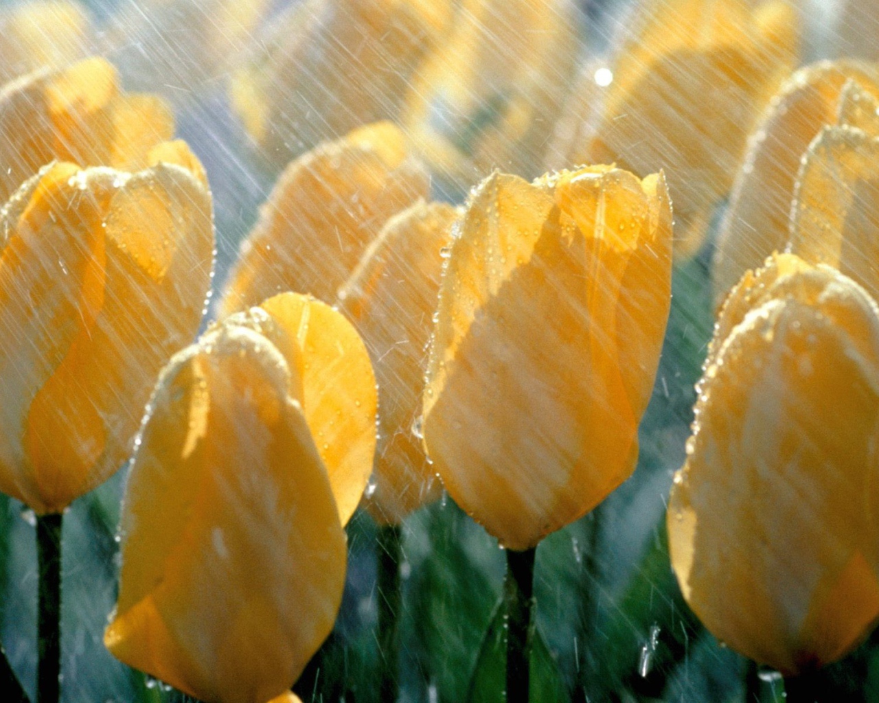 Желтые тюльпаны под дождем