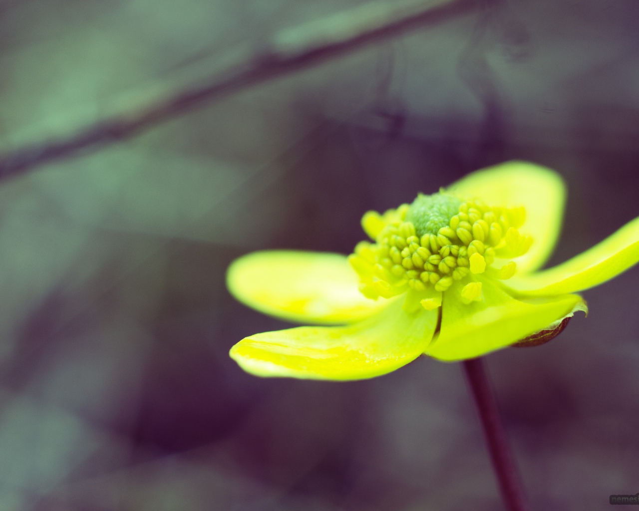 Желто зеленый цветок на сером фоне